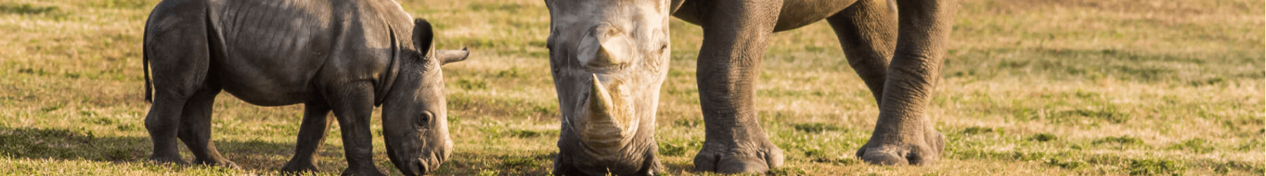 Rhinos at Busch Gardens Tampa Bay