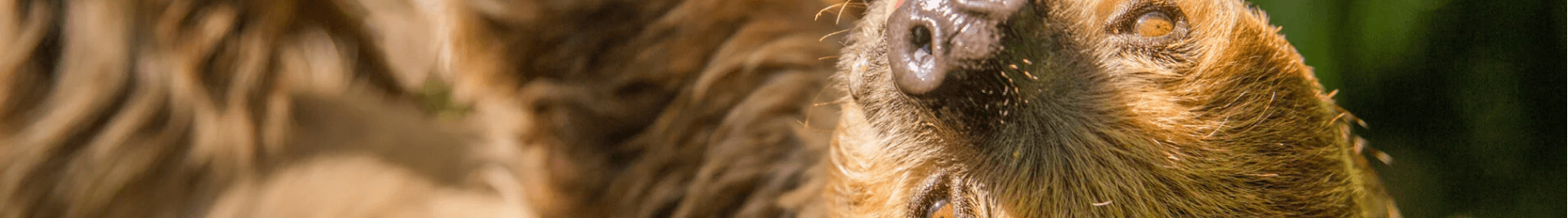 Sloths at Busch Gardens Tampa Bay