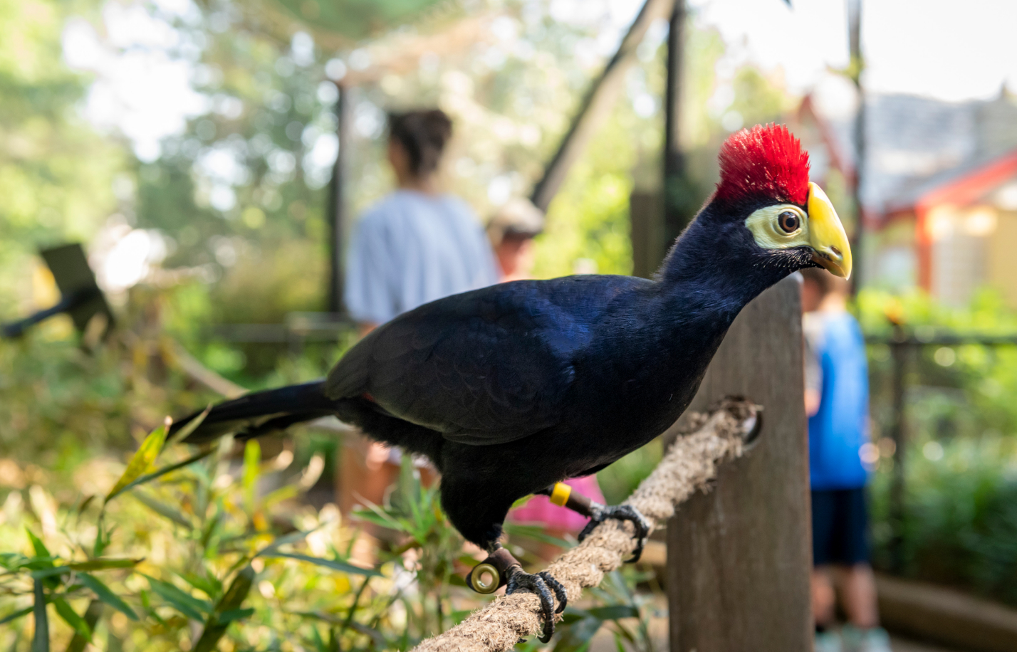 Lady Ross's Turaco