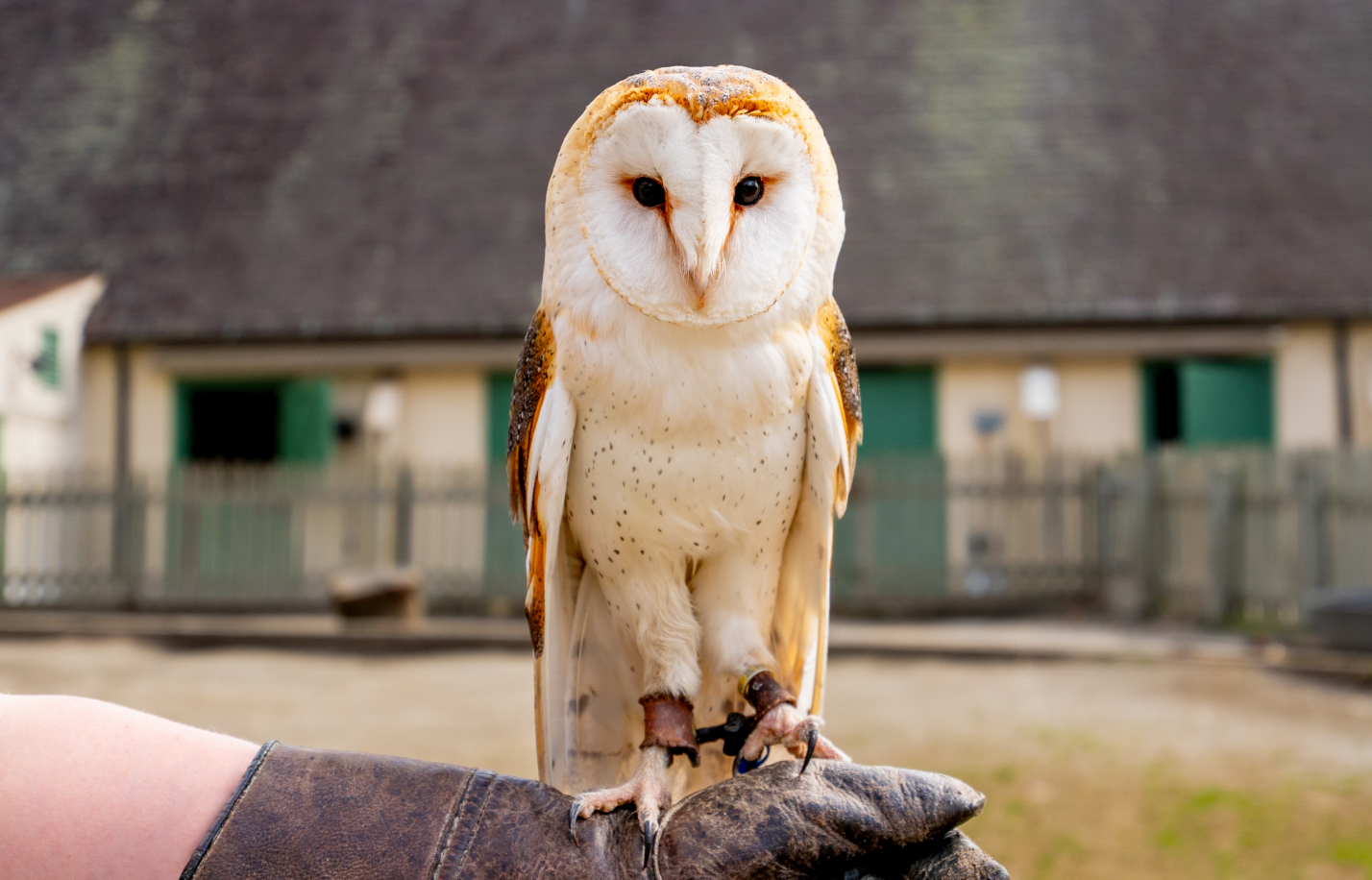 Barn Owl