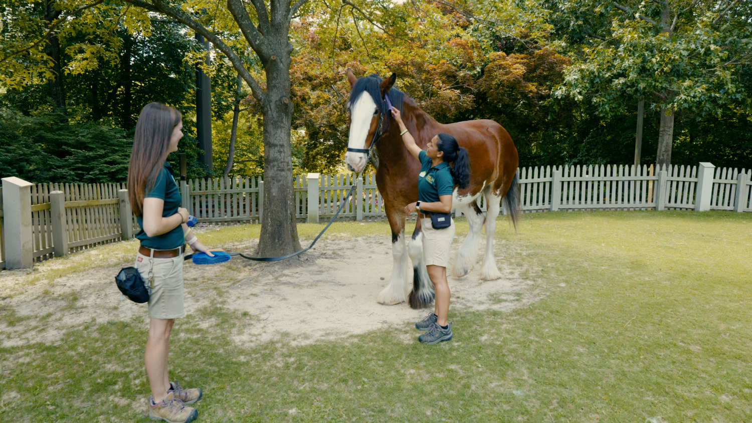 Clydesdale Horses at Busch Gardens Williamsburg