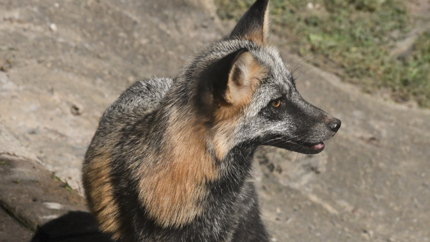 Fox