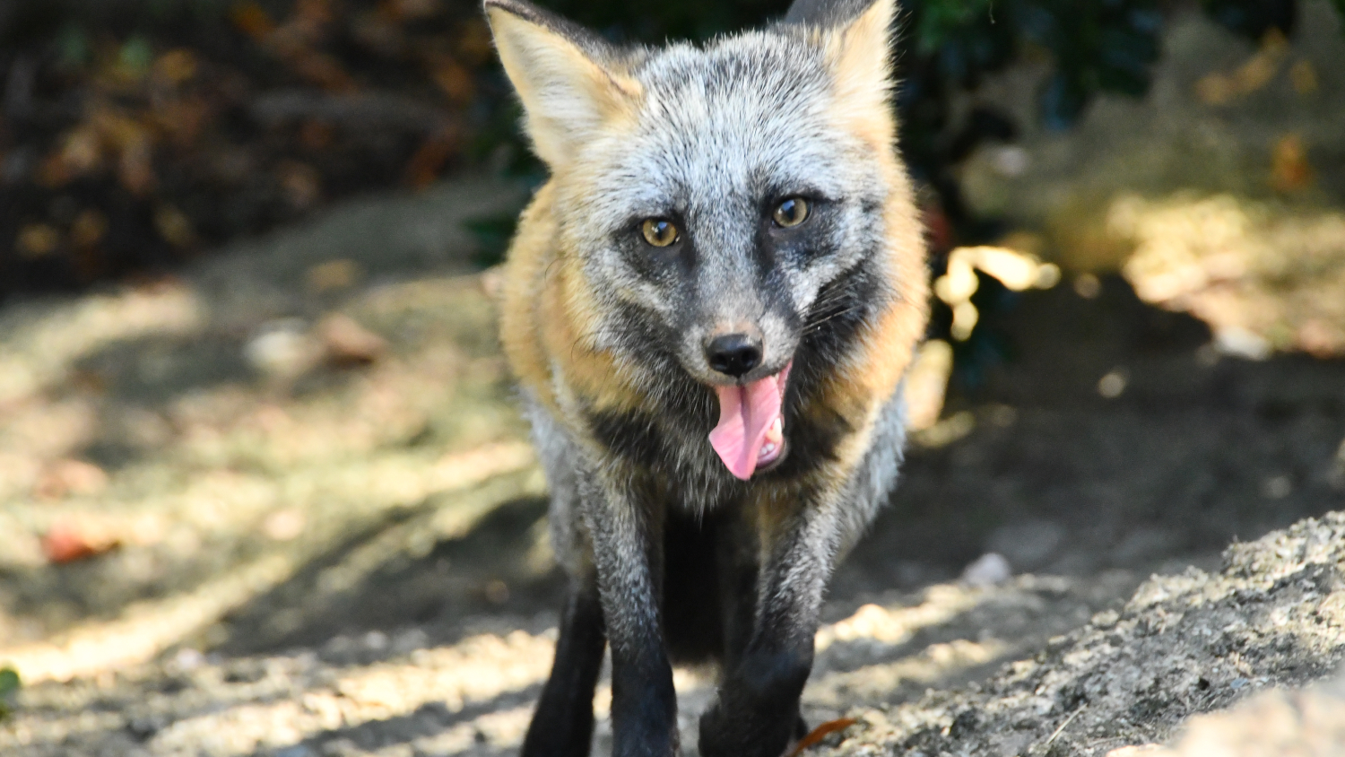 Fox