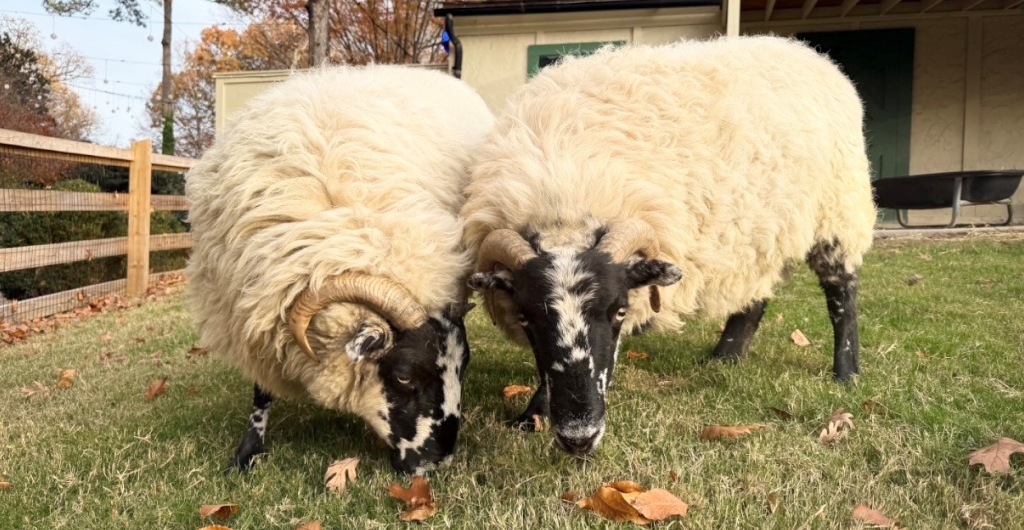 Black Face Sheep