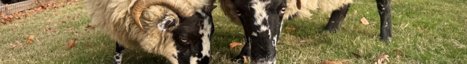 Black Face Sheep