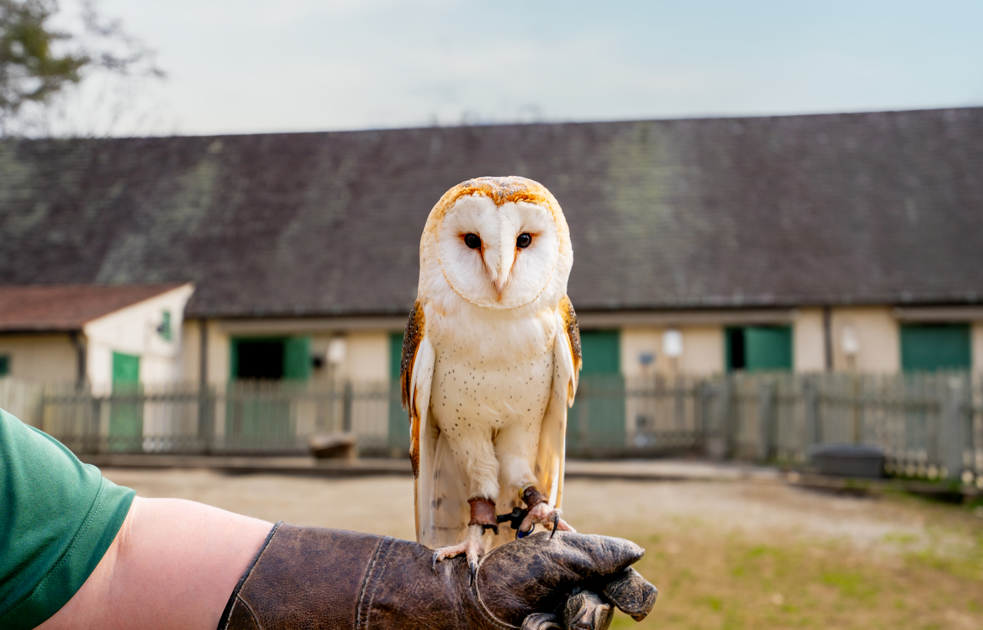 Busch Gardens Williamsburg Owl