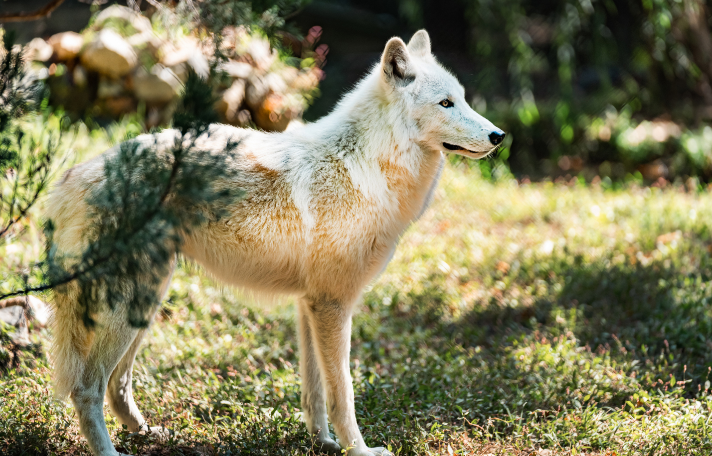 Busch Gardens Williamsburg Wolf Haven