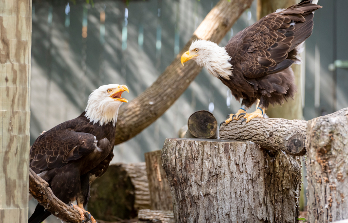 Two Bald Eagles