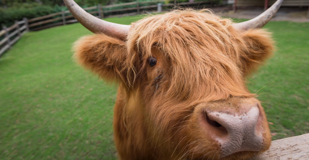 Highland Cow.