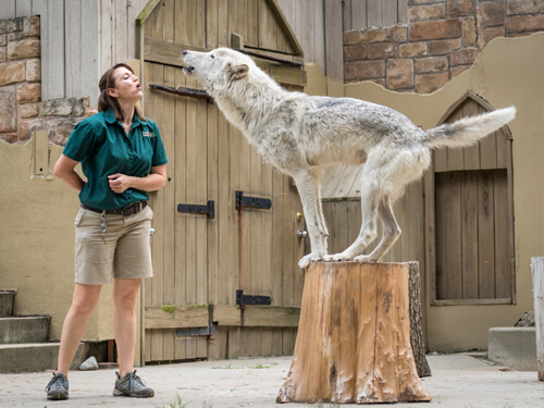 Wolf-Training-UpClose-Tour