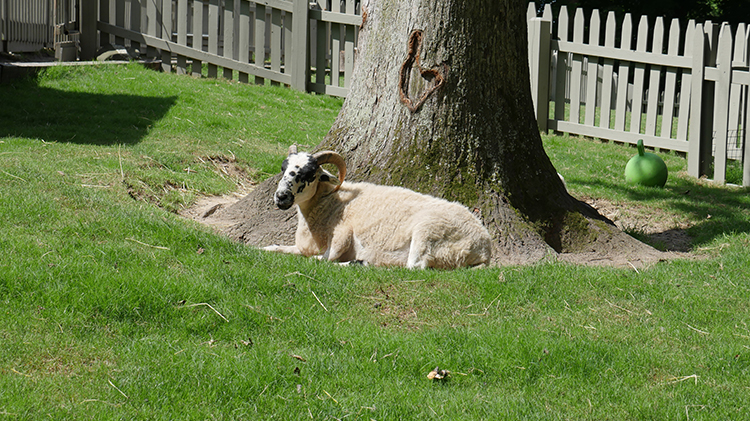 Visit our sheep at Highland Stables!