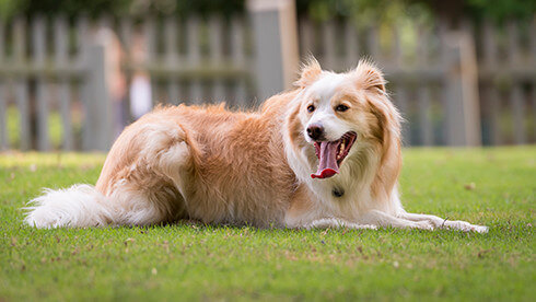 Visit our Border Collies at Highland Stables!