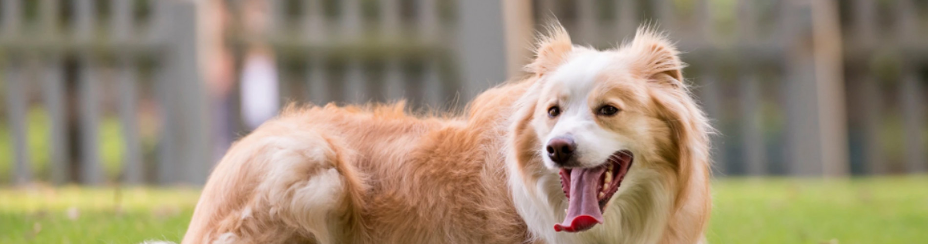 Visit our Border Collies at Highland Stables!
