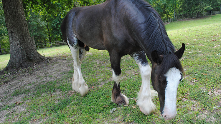 Visit our Clydesdale Horses at Highland Stables!