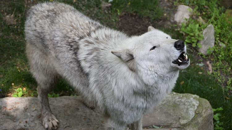Visit our gray wolves at Wolf Haven!