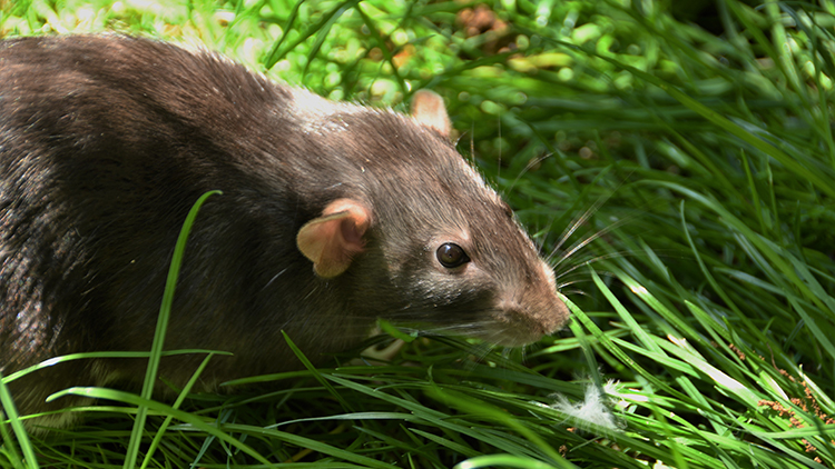 See our rats in Howl to Coexist