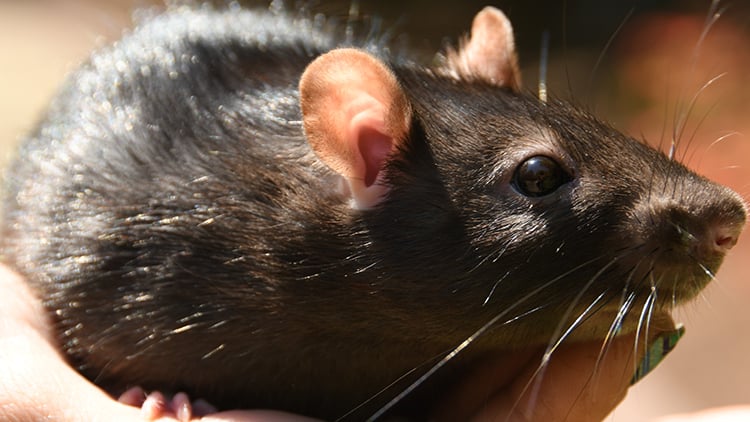 See our rats in Howl to Coexist
