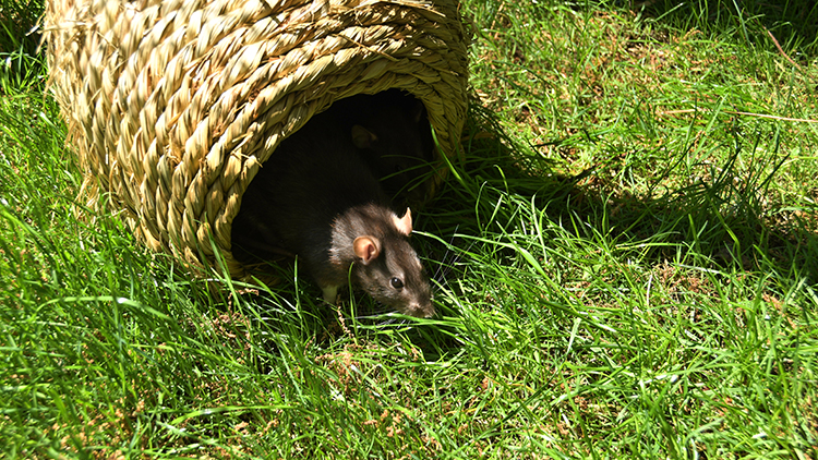 See our rats in Howl to Coexist