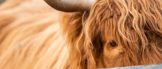 Scottish Highland Cattle at Busch Gardens