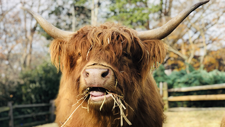 Scottish Highland Cows