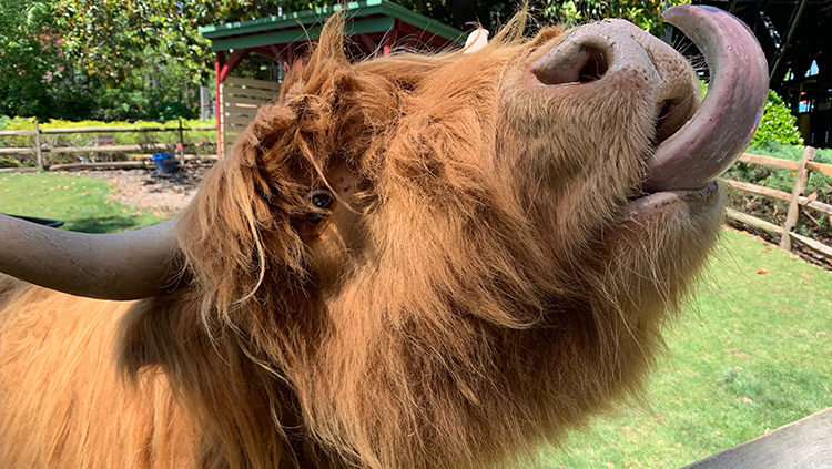 Scottish Highland Cows
